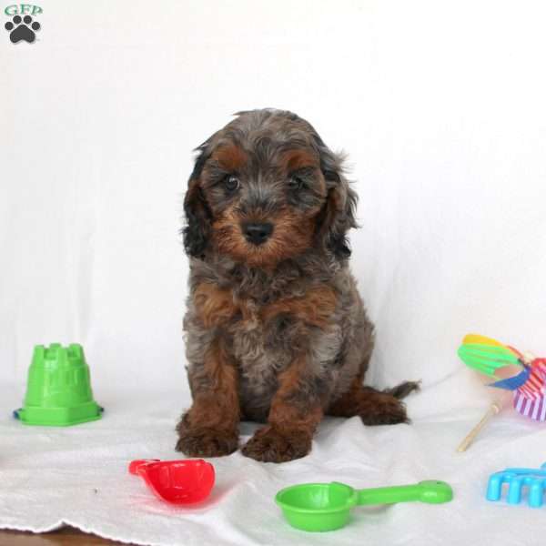Logan, Cavapoo Puppy